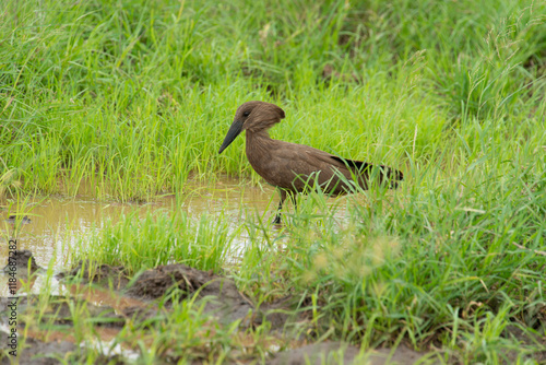 Ombrette africaine,. Scopus umbretta, Hamerkop photo