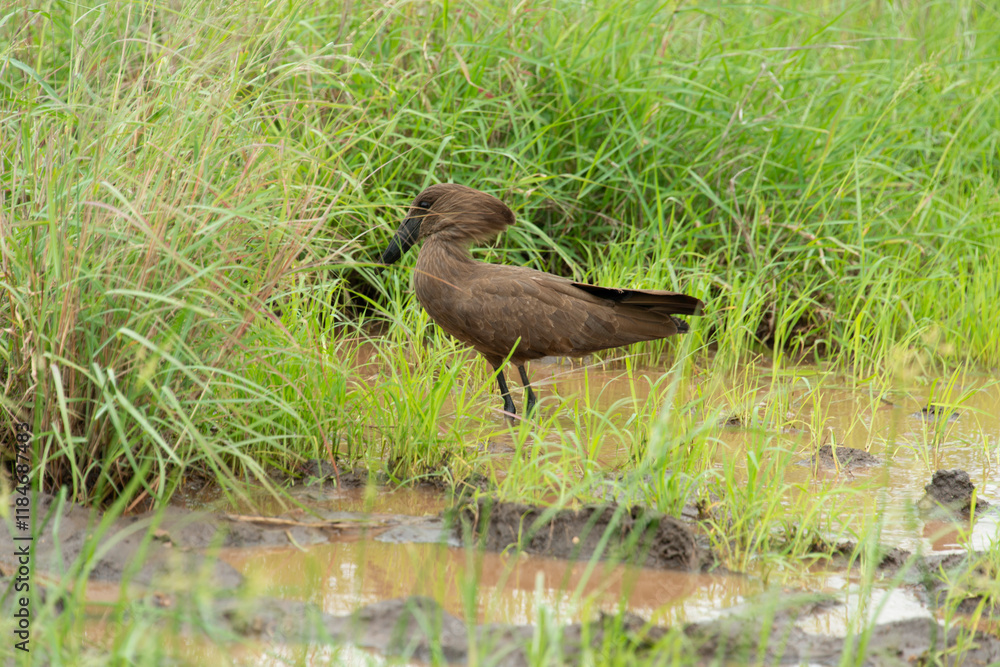 Fototapeta premium Ombrette africaine,. Scopus umbretta, Hamerkop