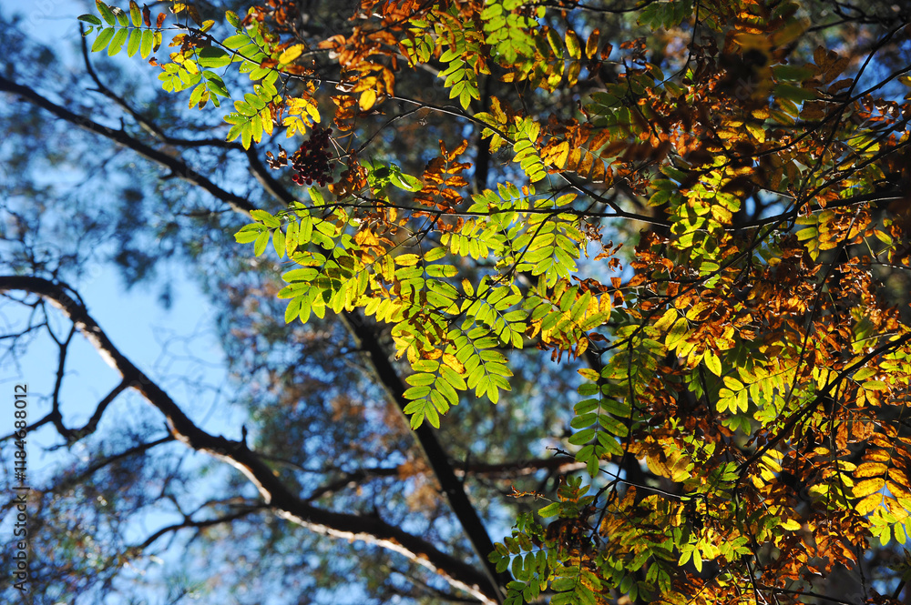 the leaves of the autumn mountain ash are red yellow and green the leaves of the autumn mountain ash are red yellow and green