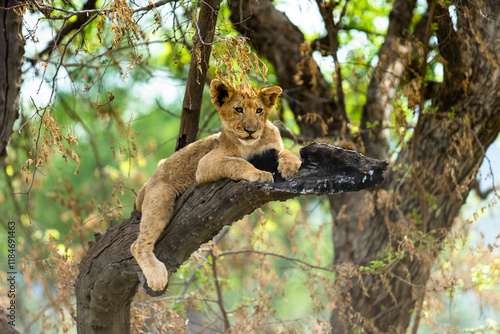 View of a playful lion cub resting under a tree in a serene forest, South Africa. photo