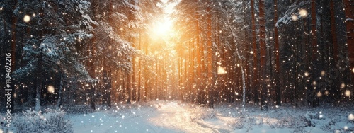 Wallpaper Mural A serene winter landscape with snow-covered trees and sunlight filtering through. Torontodigital.ca