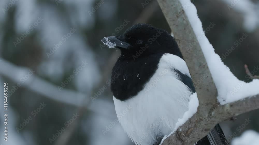 bird magpie crow on branch watch alert turn head fly away winter scene Pica pica natural world norway bird magpie crow on branch watch alert turn head fly away winter scene Pica pica natural world norway