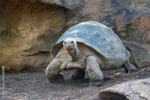 Obraz na płótnie Galápagos tortoise