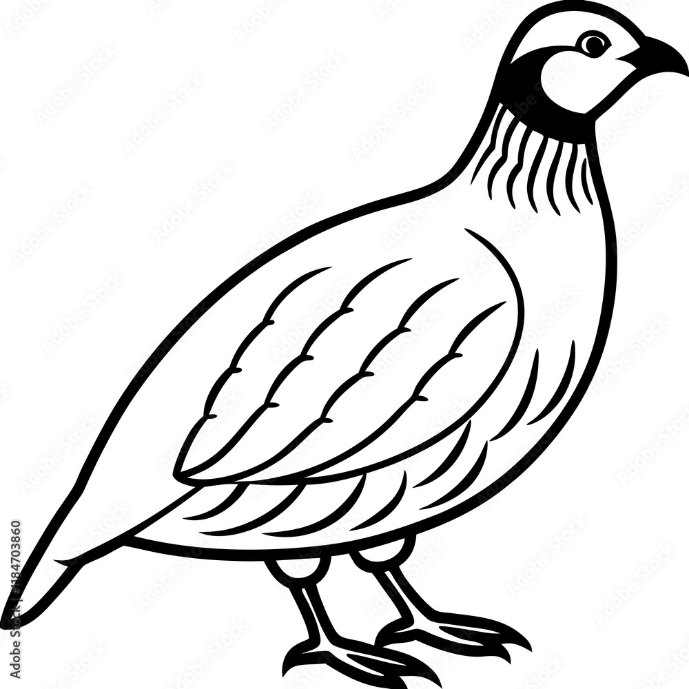 Obraz premium Quail on white background