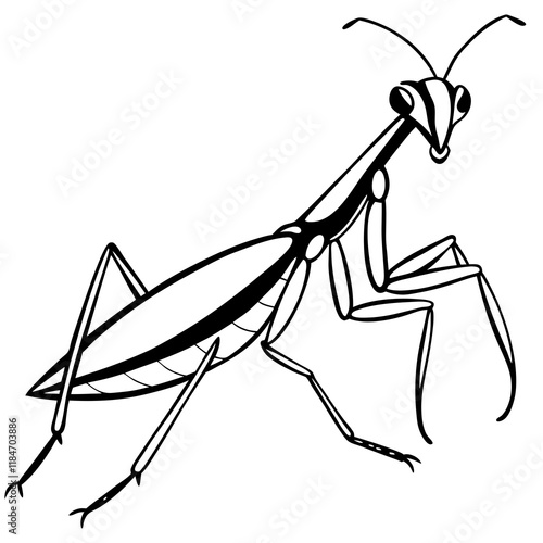 Praying Mantis on white background