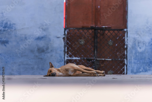 View of a serene dog resting by a colorful wall and door, Jodhpur, India. photo