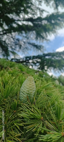 fern on the sea