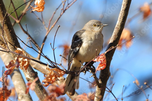 Mockingbird perched in bare tree against blue sky. 
