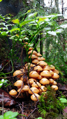 Mushrooms in the forest