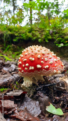 fly agaric mushroom