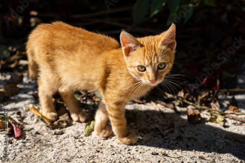 National Pet Day - red headed, ruddy, orange small adorable cat (kitten, kitty)  photo