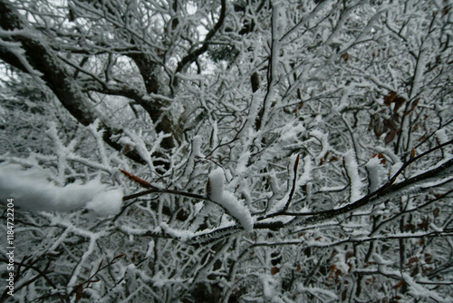 Winter snow falls in the Gatlinburg Mountains of Tennessee