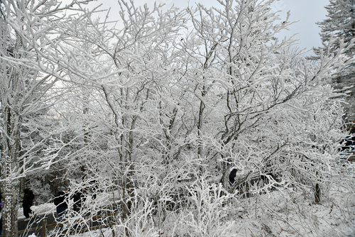 Winter snow falls in the Gatlinburg Mountains of Tennessee