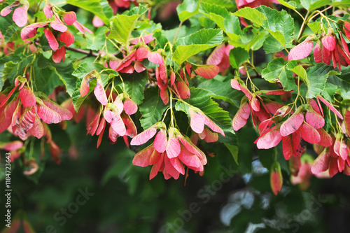 red seeds of the Tatar maple