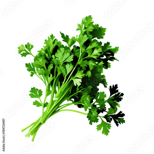 Bunch of parsley isolate on white background vector illustration (2)