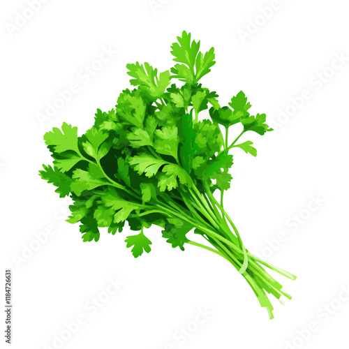 Bunch of parsley isolate on white background vector illustration (4)