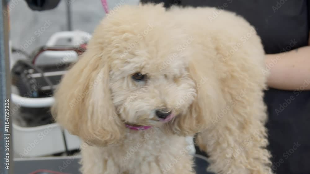 A white fluffy poodle is a little nervous while his coat is brushed with a special dog comb by a dog salon employee A white fluffy poodle is a little nervous while his coat is brushed with a special dog comb by a dog salon employee