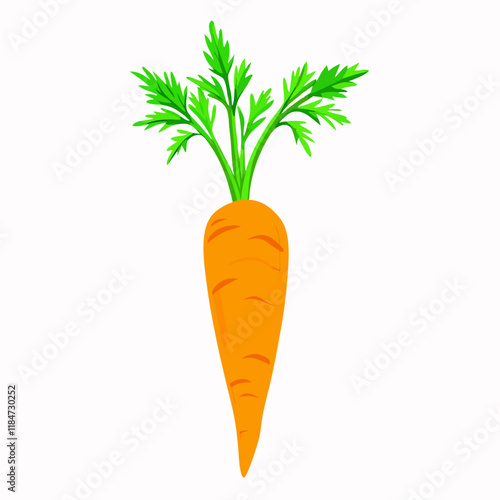 Fresh carrot with leaves and root  vector illustration (2)