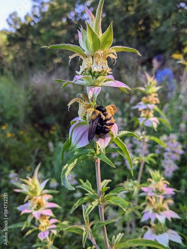 Eastern Carpenter Bee (Xylocopa virginica) found on spotted horse mint or beebalm flower (Monarda punctata) in North Carolina park meadow garden photo