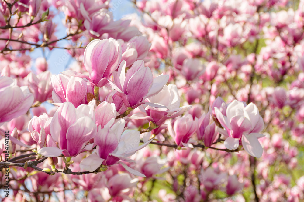 magnolia soulangeana in full bloom. beautiful tulip tree. sunny weather in spring. beautiful outdoor nature background. pink flowers on the branch in morning light