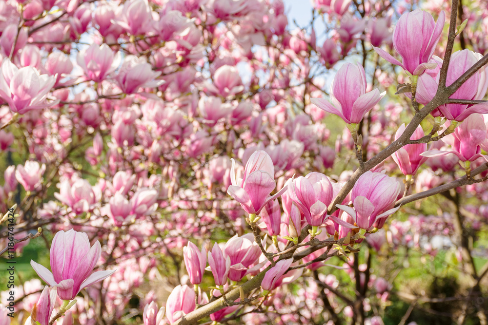 Obraz premium magnolia soulangeana in full bloom. romantic floral freshness. sunny weather in spring. beautiful outdoor nature background. pink flowers on the branch in morning light