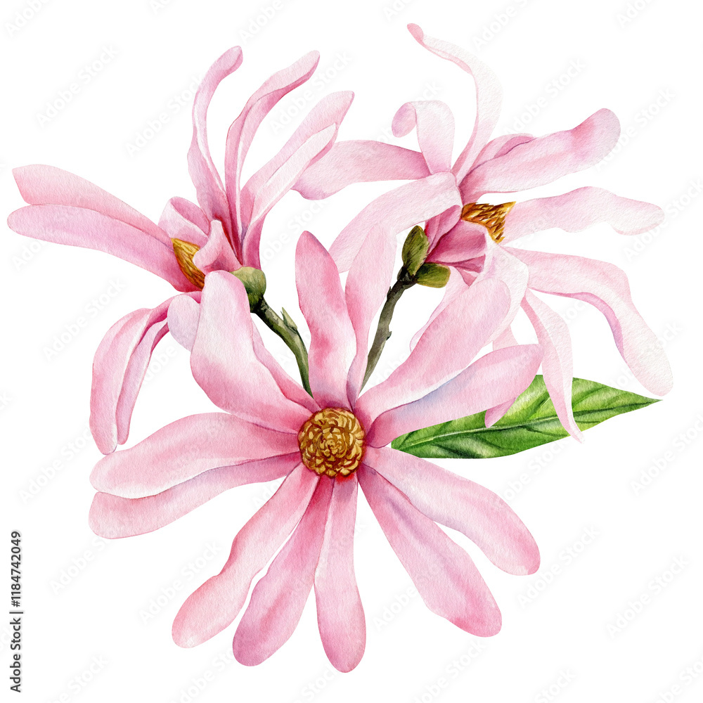 Naklejka premium Magnolia flowers. Elegant magnolia flower, floral bouquet botanical Illustration Isolated. Vintage Style Artwork