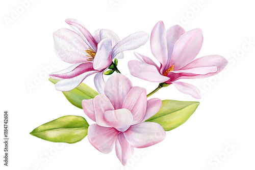 Pink Magnolia Flowers Watercolor. Hand-Painted Botanical Illustration Isolated. Wedding Invitations and Design Projects