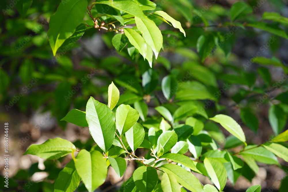 tree leaves in the sun in the forest in spring tree leaves in the sun in the forest in spring
