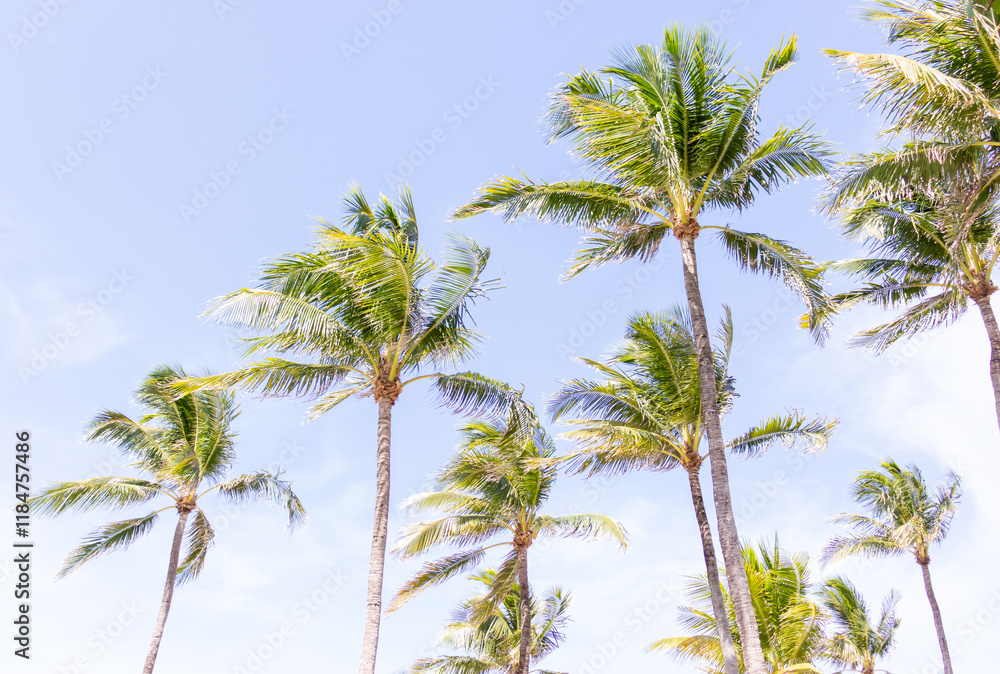 Palm trees. Palm trees.
