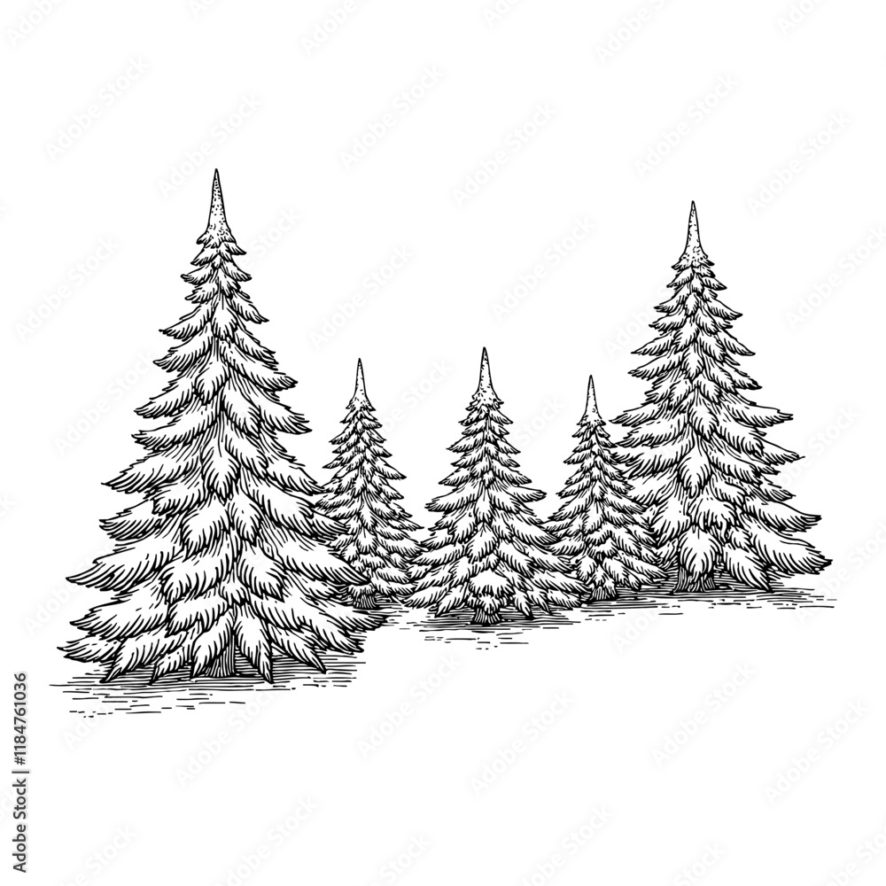 Fototapeta premium Group of Pine Trees with Snow Detailed Black and White Outline Line Art Drawing on White Background
