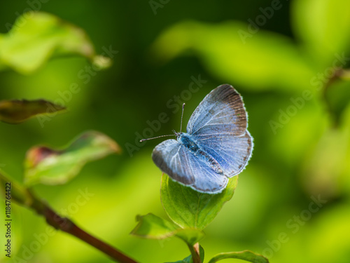 Obraz na płótnie Holly Blue Butterfly With Its Wings Open w salonie