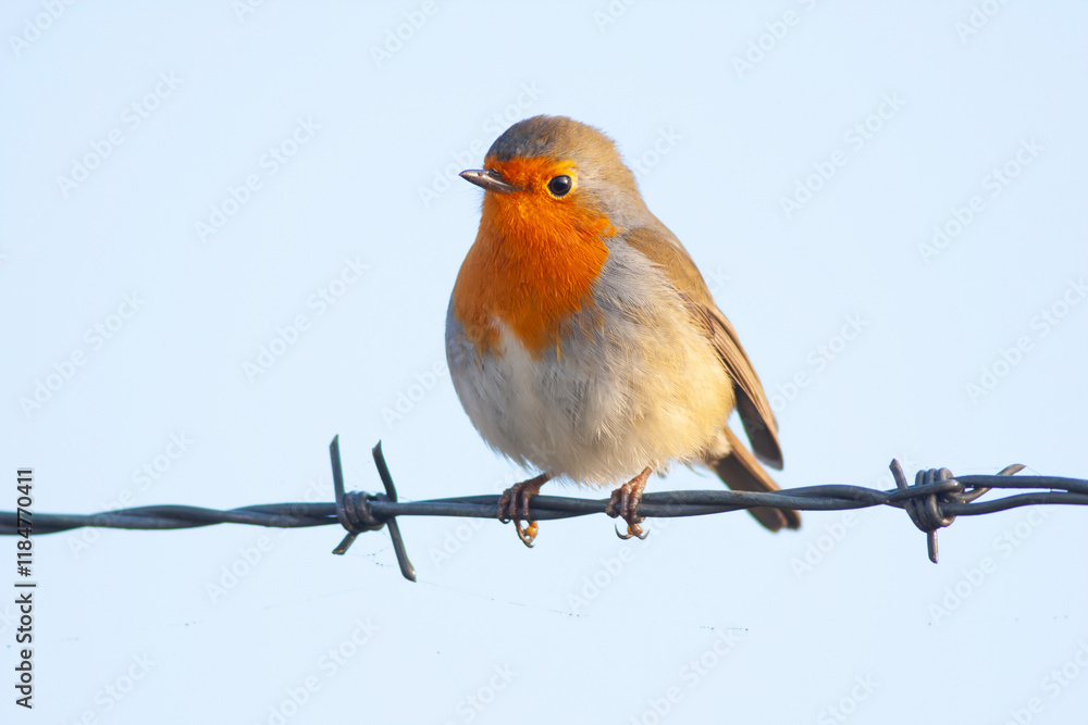 cute little bird with red breast, Kizilgerdan, European Robin, Erithacus rubecula