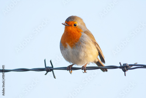 Obraz na płótnie cute little bird with red breast, Kizilgerdan, European Robin, Erithacus rubecula w salonie