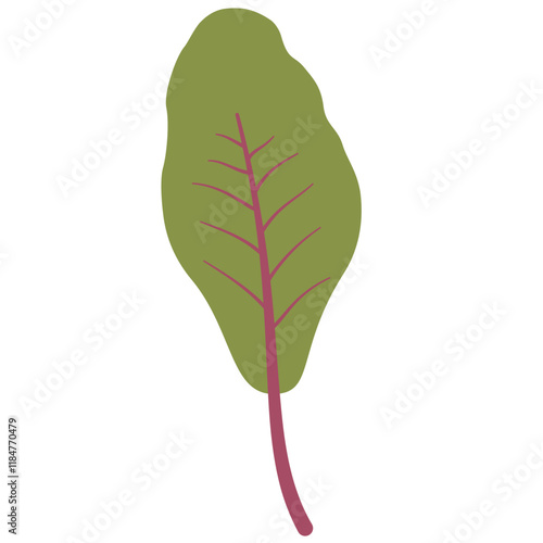 Beet leaf.Kale leaf.Isolated on white background.Vector illustration.