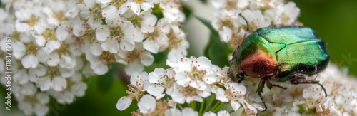 Iridescent coloration of Cetonia aurata. Golden Cetoniinae on a blooming chokeberry. A green beetle sits on white flowers in a summer garden. A beetle pollinates flowers on fresh tree leaves in May photo