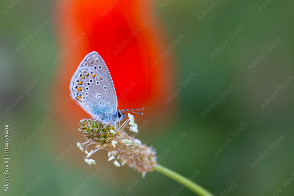 blue little butterfly on flower, Turkmenistan Zephyr Blue, Plebejus zephyrinus