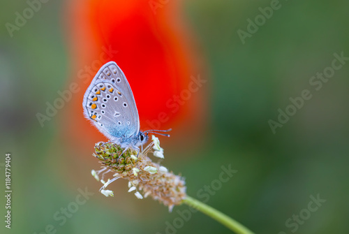Obraz na płótnie blue little butterfly on flower, Turkmenistan Zephyr Blue, Plebejus zephyrinus w salonie