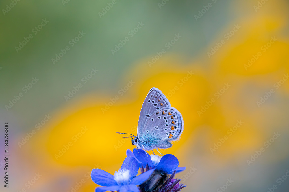 blue little butterfly on blue flower, Turkmenistan Zephyr Blue, Plebejus zephyrinus
