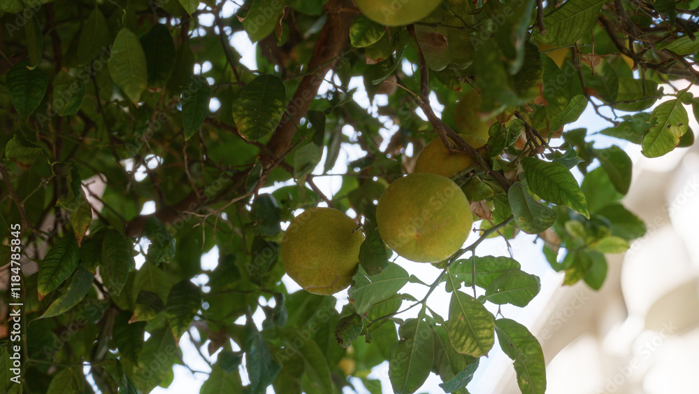 Lush orange tree branches with ripe fruits hanging abundant in sunlight, captured outdoors in murcia, spain, showcasing vibrant greenery and fresh citrus in a natural setting. Lush orange tree branches with ripe fruits hanging abundant in sunlight, captured outdoors in murcia, spain, showcasing vibrant greenery and fresh citrus in a natural setting.