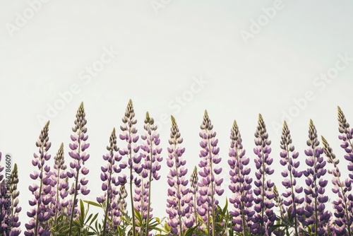 field of lupines photographed from ground level their tall purple flowers creating depth against clear sky