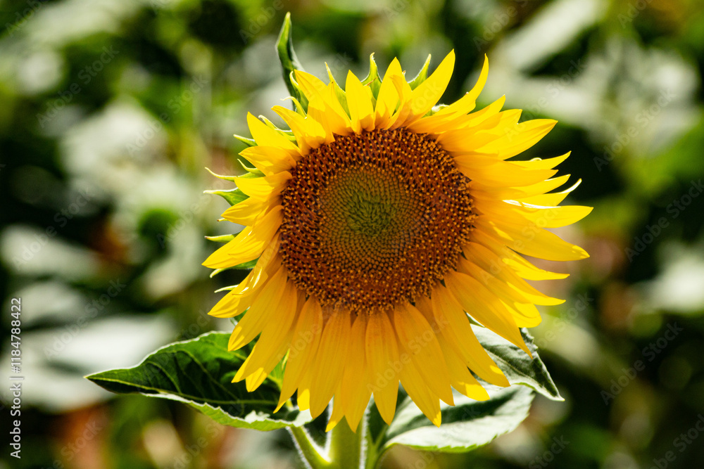 Obraz premium A yellow sunflower