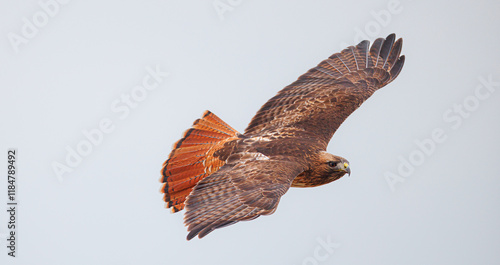 Tableau sur toile red tailed hawk scanning for prey