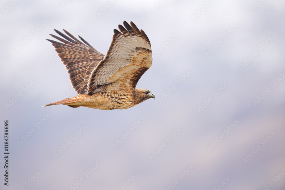 Fototapeta premium Harrier hawk as it scans for prey