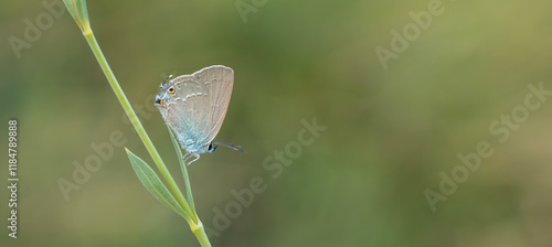 Small Spotted Love Butterfly - Satyrium marcidum photo