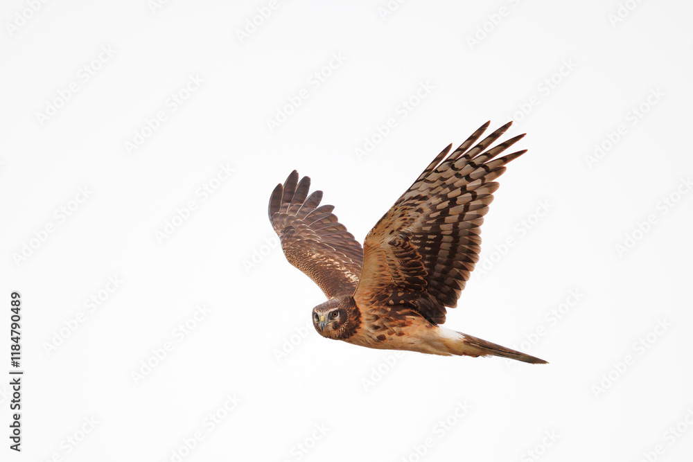 Fototapeta premium Harrier hawk as it scans for prey