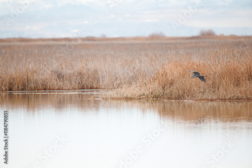 Great blue heron in its environment 