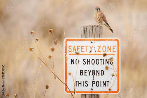 kestrel sitting on a no hunting sign