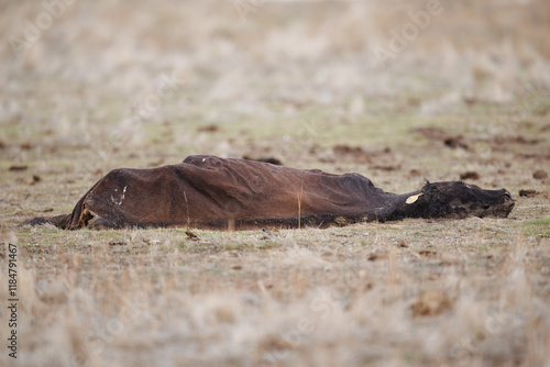 dead cow in the plains