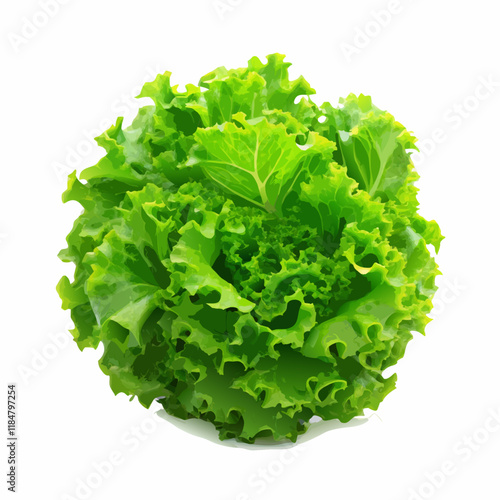Fresh green lettuce leafs isolated on white space vector illustration (3)