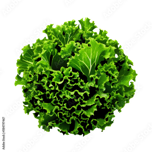 Fresh green lettuce leafs isolated on white space vector illustration (6)
